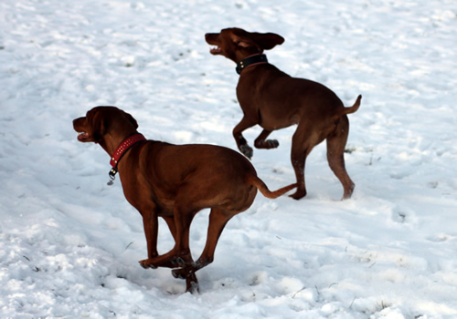 Koco and Kiki in the snow