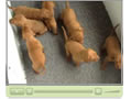Video of Puppies Week 2!