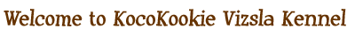 Welcome to KocoKookie Vizsla Kennel