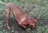 Koco digging