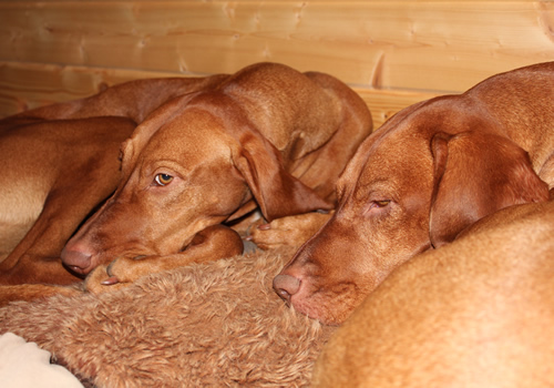 Koco and Kiki