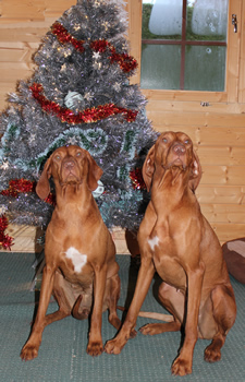 Koco Kiki Christmas