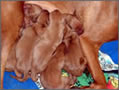 Puppies Arrival - Day One