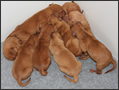 Koco's Puppies 2