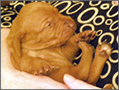 Puppy Fun - week 2!