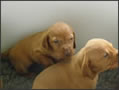 Puppy Fun - week 3!