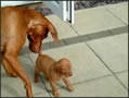 Puppy Fun - week 4!