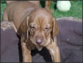 Puppy Fun - week 5!