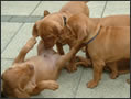 Puppy Fun - week 6!
