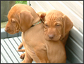 Puppy Fun - week 7!