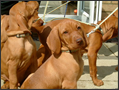 Puppy Fun - week 8!