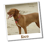 Koco