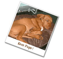 Koco Pups !